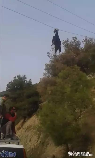 蠢羊四肢过与发达,傻蹦把自己挂到电线上了...
