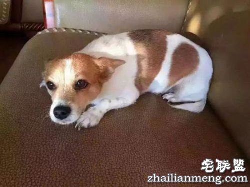 哈尔滨女子悬赏10万元 急寻小狗旺旺