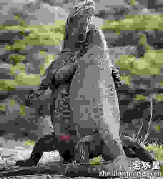 两只科莫多巨蜥打架照片遭疯传 纠缠不清场面颇为滑稽