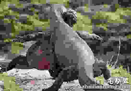 两只科莫多巨蜥打架照片遭疯传 纠缠不清场面颇为滑稽