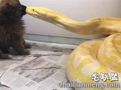 一条黄金蟒靠近一只棕色小泰迪,随即迅速叼住小狗头部,再用身体将其完全缠住,整个过程只有6秒。 视频截图