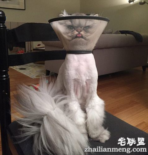 今天怎么不开心？“不爽猫”神表情再度来袭