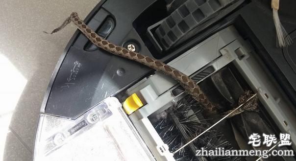 男子准备清洗自己的扫地机器人,没想到拆开一看差点被吓出心脏病