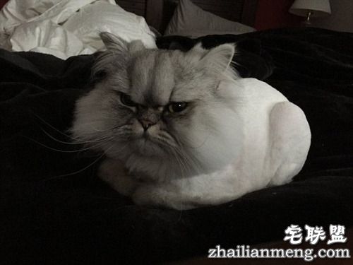 今天怎么不开心？“不爽猫”神表情再度来袭