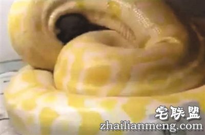 一条黄金蟒靠近一只棕色小泰迪,随即迅速叼住小狗头部,再用身体将其完全缠住,整个过程只有6秒。 视频截图