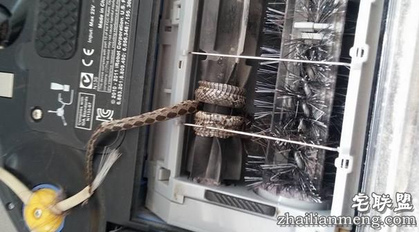 男子准备清洗自己的扫地机器人,没想到拆开一看差点被吓出心脏病