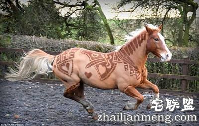 剪马毛也是一门硬技术!英国姑娘靠剪马毛被封为“艺术家”