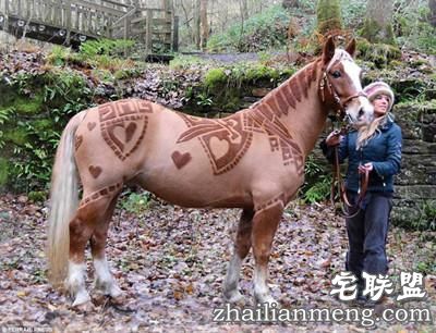 剪马毛也是一门硬技术!英国姑娘靠剪马毛被封为“艺术家”