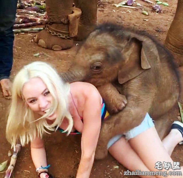 泰国小象爱与游客“零距离接触”