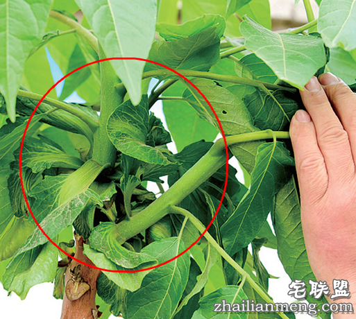 椿树上为何长出青菜叶 究竟是什么新物种