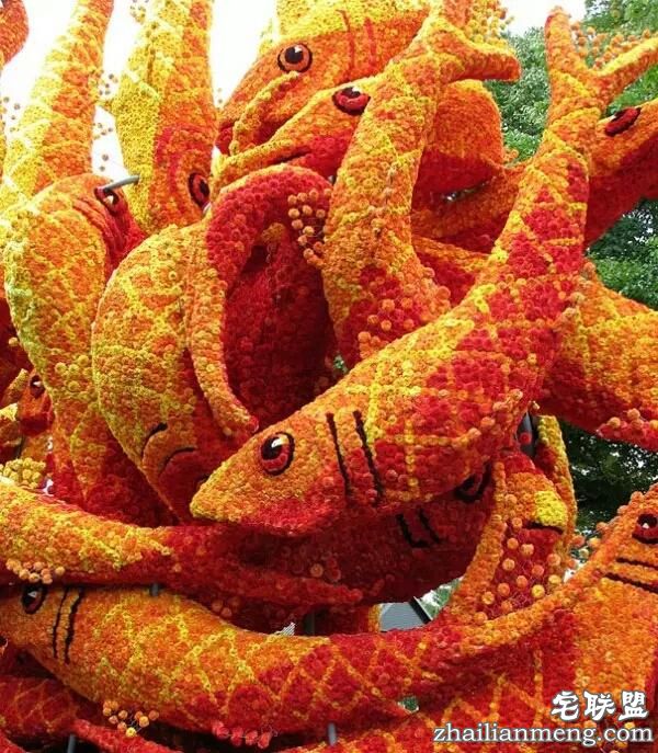 你一定没见过这么霸气的花,震惊全世界!