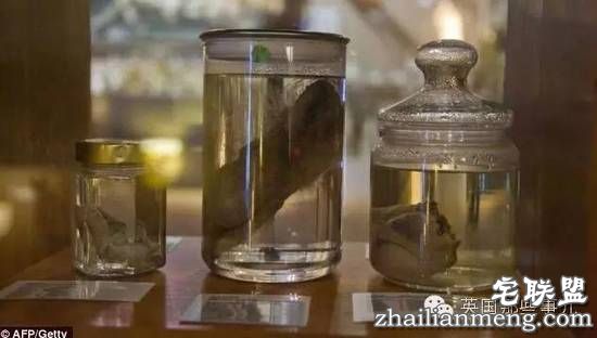 全世界第一个丁丁博物馆,全都是实打实的真货…