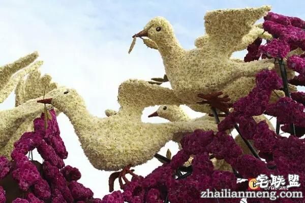 你一定没见过这么霸气的花,震惊全世界!