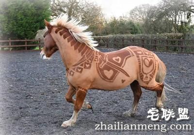 剪马毛也是一门硬技术!英国姑娘靠剪马毛被封为“艺术家”