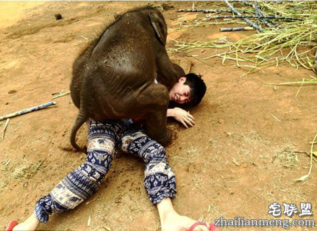 泰国小象爱与游客“零距离接触”