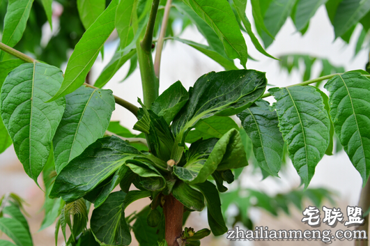 椿树上为何长出青菜叶 究竟是什么新物种