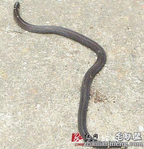 唐顶红挖出的“两头蛇”