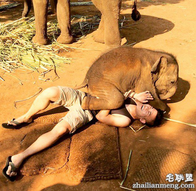 泰国小象爱与游客“零距离接触”