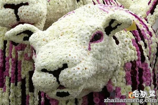 你一定没见过这么霸气的花,震惊全世界!