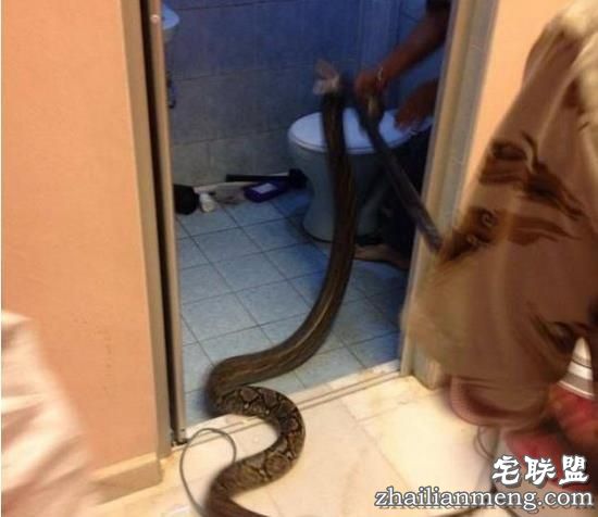 男子晚上下班回家洗澡,没想到下一秒竟然在厕所被差点吓个半死