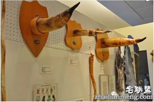 全世界第一个丁丁博物馆,全都是实打实的真货…