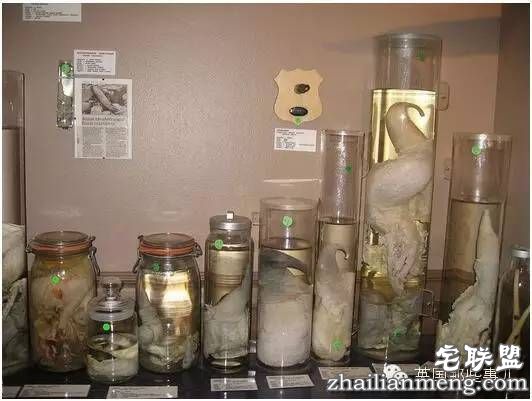 全世界第一个丁丁博物馆,全都是实打实的真货…