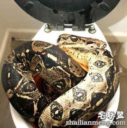 男子晚上下班回家洗澡,没想到下一秒竟然在厕所被差点吓个半死