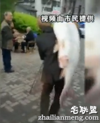 老人长江钓起70斤"鱼王"