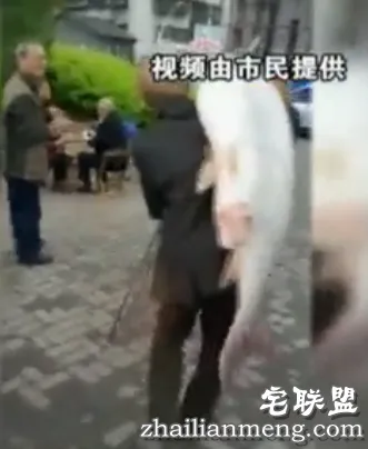 老人长江钓起70斤"鱼王"