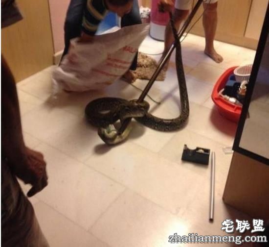 男子晚上下班回家洗澡,没想到下一秒竟然在厕所被差点吓个半死