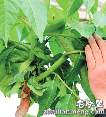 椿树上为何长出青菜叶 究竟是什么新物种