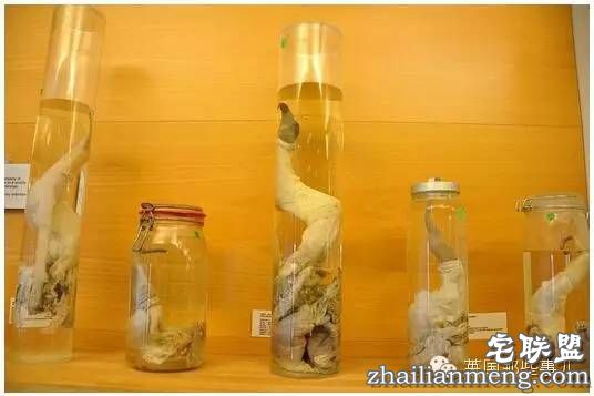 全世界第一个丁丁博物馆,全都是实打实的真货…