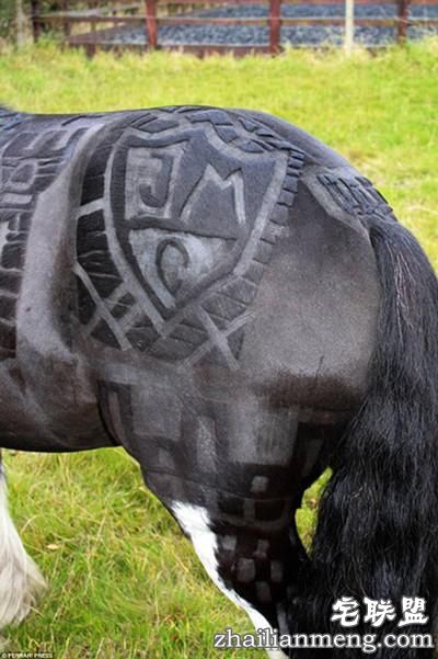 剪马毛也是一门硬技术!英国姑娘靠剪马毛被封为“艺术家”