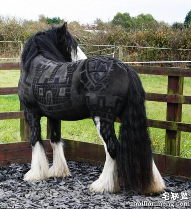 剪马毛也是一门硬技术!英国姑娘靠剪马毛被封为“艺术家”