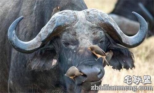 野牛鼻孔突然钻出奇怪物体 走进一看惊呆了! 野牛鼻孔突然钻出奇怪物体 走进一看惊呆了!