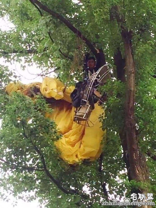 男子坐滑翔伞空中求婚 耍帅不成反被风刮到树上
