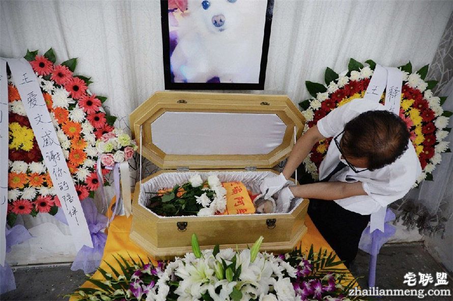 上海现宠物狗最豪华葬礼 百万豪车送行 上海现宠物狗最豪华葬礼 百万豪车送行