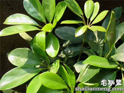 常见室内花卉图片及名称推荐 常见室内花卉图片及名称推荐