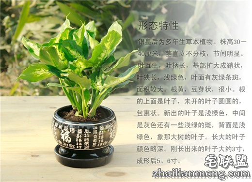 常见室内花卉图片及名称推荐 常见室内花卉图片及名称推荐