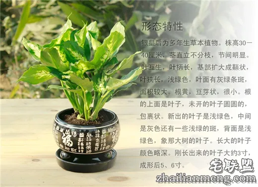 常见室内花卉图片及名称推荐 常见室内花卉图片及名称推荐