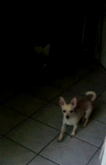 那些被玻璃伤过的汪们…都变成了小心谨慎的宝宝