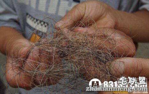 离山野人之谜:神农架出现不明毛发 离山野人之谜:神农架出现不明毛发