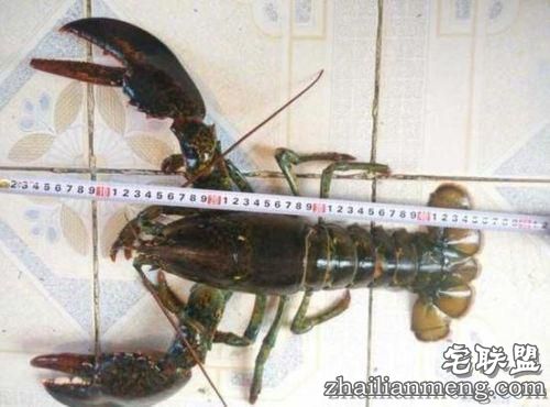 惊呆了!烟台现3.8斤大龙虾 90岁渔民称第一次见 惊呆了!烟台现3.8斤大龙虾 90岁渔民称第一次见