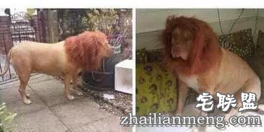 搞笑精选:学妹放心,等着师兄回来娶你