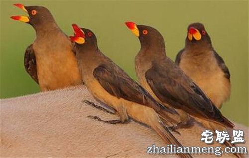 野牛鼻孔突然钻出奇怪物体 走进一看惊呆了! 野牛鼻孔突然钻出奇怪物体 走进一看惊呆了!