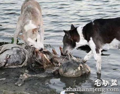 令人恶心的印度水葬:尸体被野狗随意啃食 能看完算你牛逼! 令人恶心的印度水葬:尸体被野狗随意啃食 能看完算你牛逼!