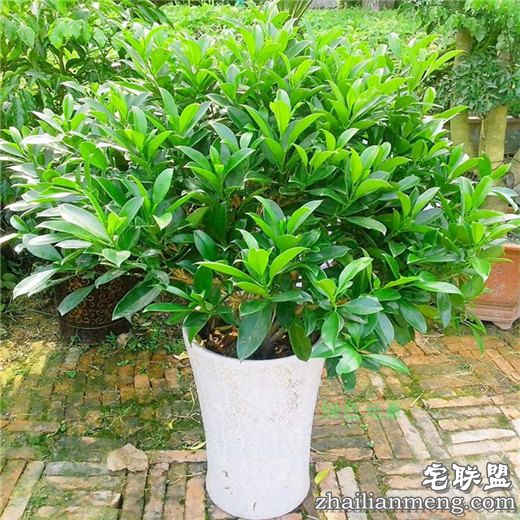 常见室内花卉图片及名称推荐 常见室内花卉图片及名称推荐