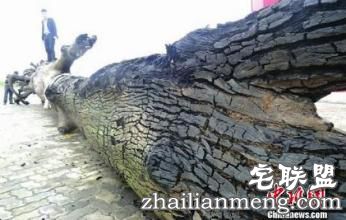 乌木有什么作用? 乌木有什么作用?