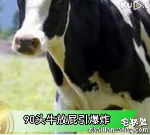 德国90头牛放屁引爆炸网友调侃:牛哥太霸气 德国90头牛放屁引爆炸网友调侃:牛哥太霸气