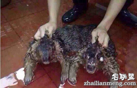 世上水猴子真的存在吗?以为是吓唬人的把戏,没想到真的存在 世上水猴子真的存在吗?以为是吓唬人的把戏,没想到真的存在